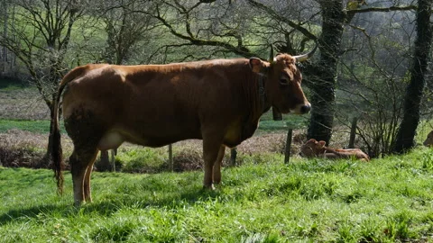 Calf resting on the grass 動画素材 150712165
