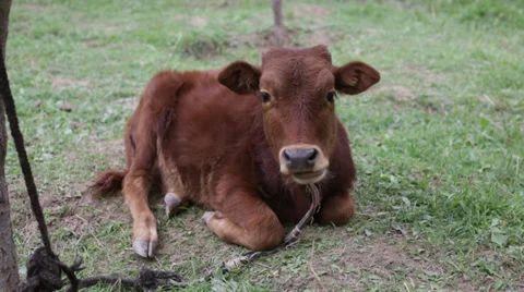 A calf resting on grassland. Stock Footage 31705034