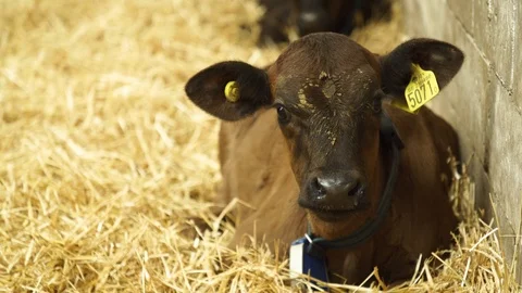 Calf resting in hay bed Stock Footage 102314914