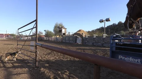 Calf Roping 1 Stock Footage 94396475