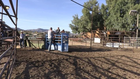 Calf Roping 2 Stock Footage 94396484