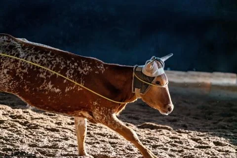 Calf Roping In Australia Stock Photos