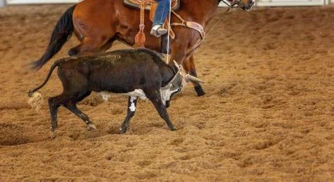Calf Roping In Australia Stock Photos