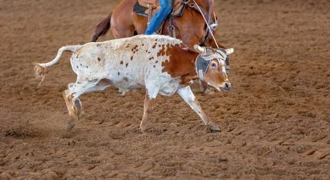 Calf Roping At An Outback Rodeo Stock Photos