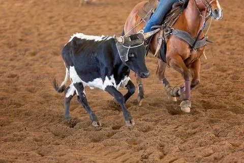 Calf Roping At An Outback Rodeo Stock Photos