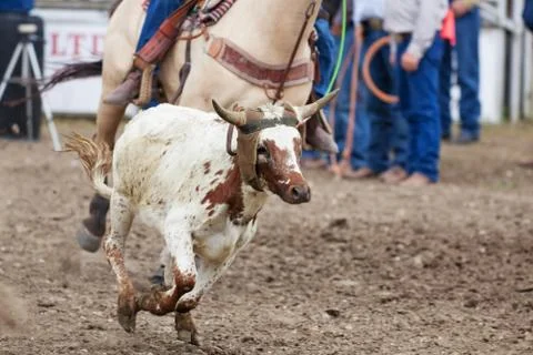 Calf roping Foto stock