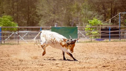 Calf Roping Stock Photos