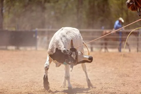Calf Roping Stock Photos