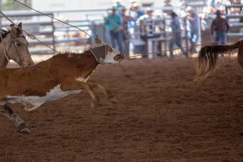 Calf Roping At A Rodeo Stock Photos