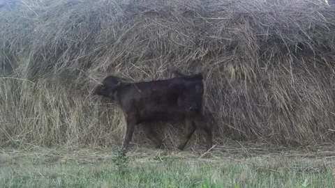 The Calf rubs against the haystack like a cat. Stock Footage 159544686