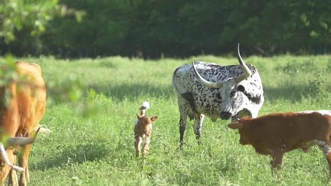 Calf running in between while herd of longhorn steer grazing in the field Stock Footage 69741775
