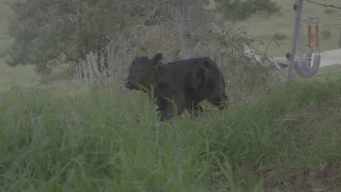 Calf running on farm Video stock 73882485