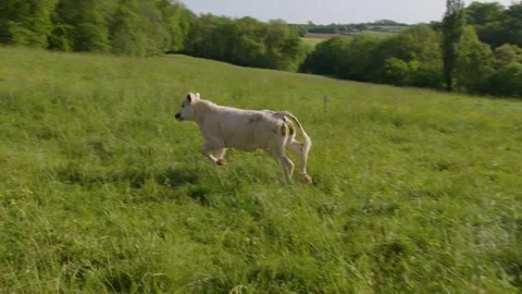A calf runs to join its mother in a field in the Gers, France Stock Footage 344135574