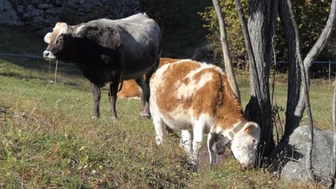 Calf scratches itself on the tree Stock-Footage 165270739