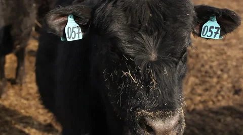 Calf with a seal in the ear Stock Footage 43166399