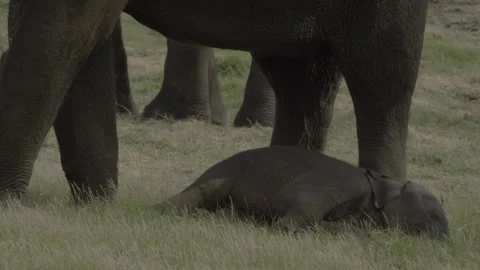 Calf is sleeping on the grass Stock Footage 292644097