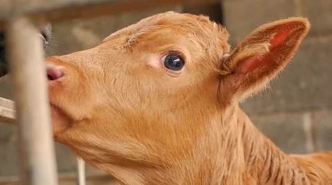 Calf slow mo HD Stockbeeldmateriaal 69022987
