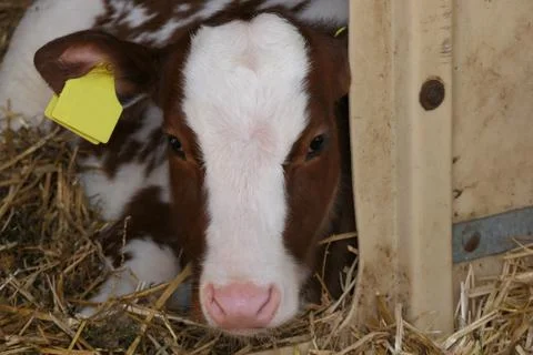 Calf stable 2 Stock Photos