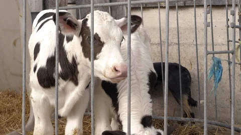 Calf in a stable Stock-Footage 111268795