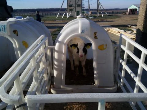 Calf in the stable. Stock Photos