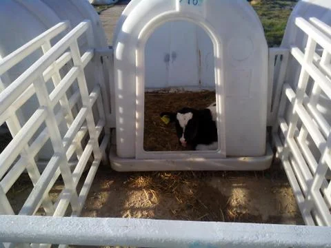 Calf in the stable. Stock Photos