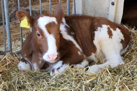 Calf in stable Stock Photos