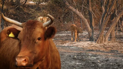 Calf Standing Among Burnt Trees After Wildfire with Adult Cow Blurred Stock Footage 315129201