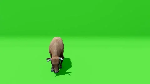 Calf Standing on Green Screen Stock Footage 319882125
