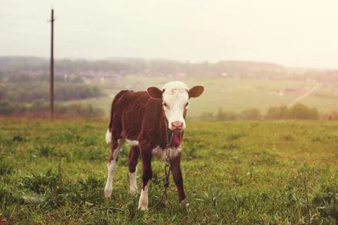 Calf standing Stock Photos