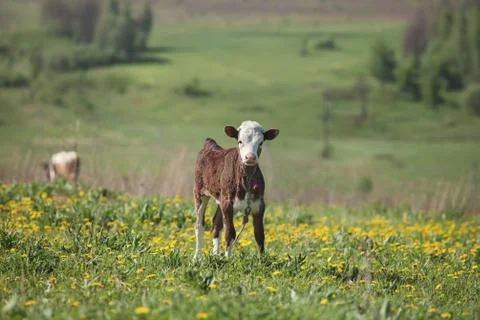 Calf standing Stock Photos