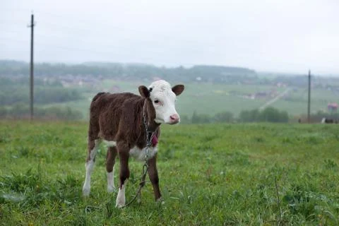 Calf standing Stock Photos