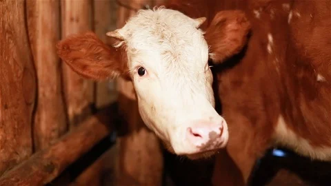 Calf standing in the stall Stock Footage 98207658