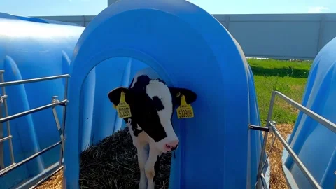Calf stands in its special box. Stock Footage 243994374