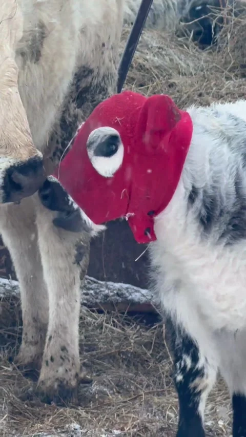 Calf Stays Cozy Inside Red Winter Hood, Kawartha Lakes, Ontario, Canada - 13 Feb Stock Footage 343184865