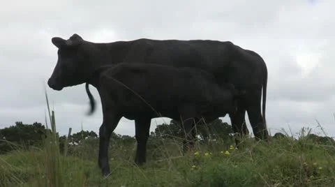A calf Sucking Stock Footage 20961800