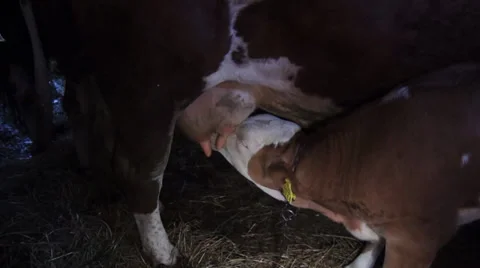 Calf sucking milk Stock Footage 34353462
