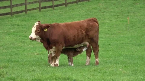Calf sucking milk Video stock 79662824