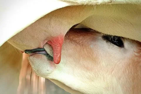 The calf suckle Foto stock