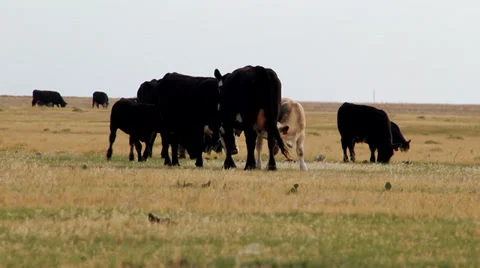 Calf suckles cow Stock Footage 32430306