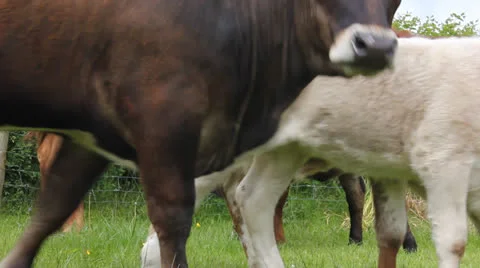 Calf suckling cow Stock Footage 24468095