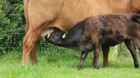Calf suckling cow Video stock 24468098