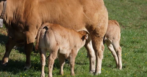 Calf suckling Vídeo Stock 152179061