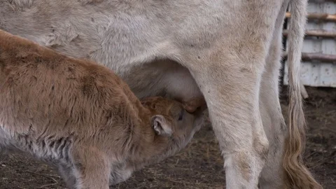 Calf sucks cow's udd Stock Footage 85499374