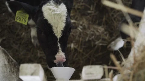 The calf sucks the teat Stock Footage 245062719