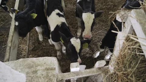 The calf sucks the teat Stock Footage 245062790