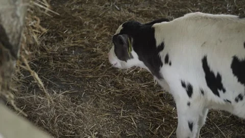 The calf sucks the teat Stock Footage 245062840