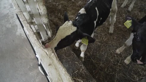 The calf sucks the teat Stock Footage 245062885