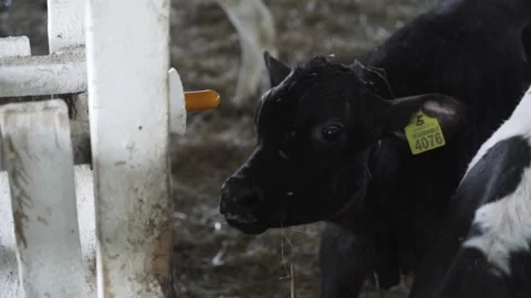 The calf sucks the teat Stock Footage 245390368