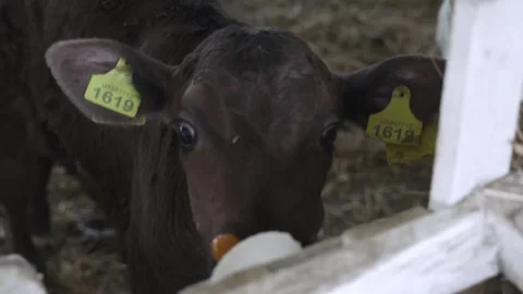 The calf sucks the teat Stock Footage 245540137