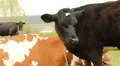 The calf on a summer pasture Vídeos en HD